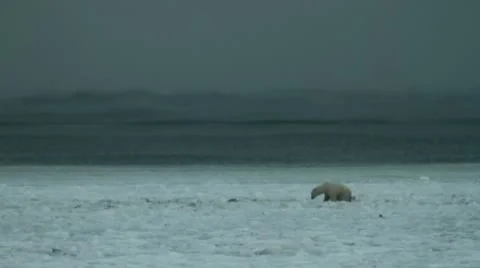 111116 BearOnIce 03 Stock Footage 12661712
