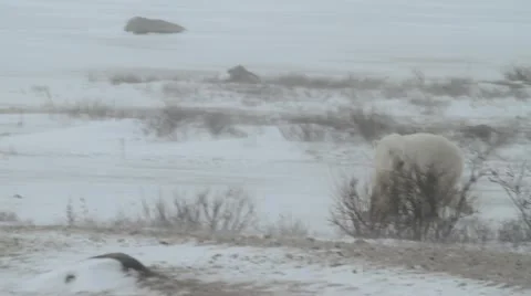 111116 SnowyBear 05b Stock Footage 12669787