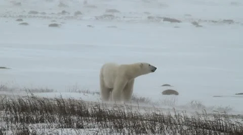 111116 SnowyBear 05c Stock Footage 12669923