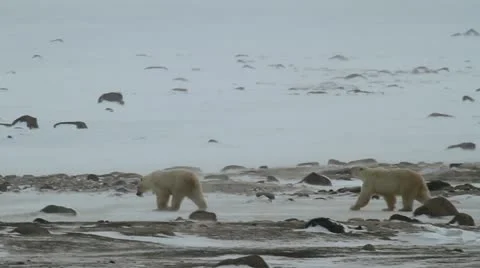 111116 SnowyBears 04 Video stock 12669727