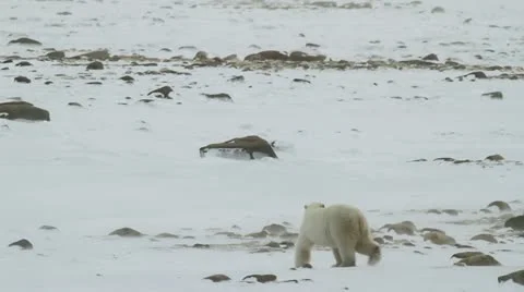 111116 WalkingBear 05 Stock Footage 12675255