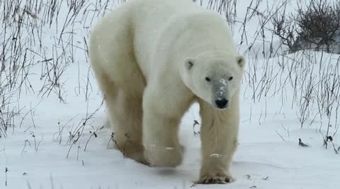 111116 WalkingBear 08 Stock Footage 12712980