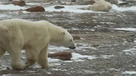 111116 WalkingBear 09 Video stock 12712987