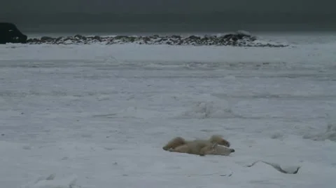 111116 WalkingBear 12 Video stock 12713058