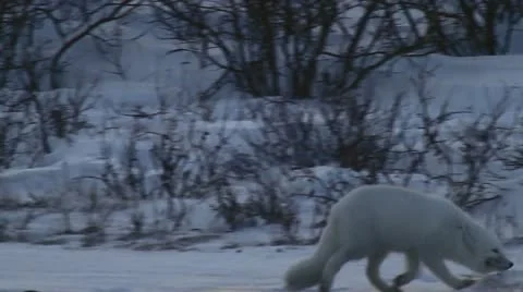 111120 ArcticFox 06 Stock Footage 12714024