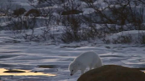 111120 ArcticFox 07 Stock Footage 12714036