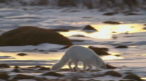 111120 ArcticFox 08 Stock Footage 12713871