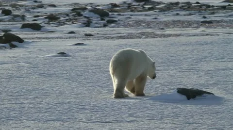111120 WalkingBear 01c Stock Footage 12726436