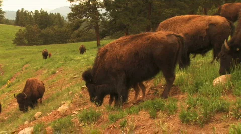 (1113) Bison Grazing on Ranch Land with Calves Stock Footage