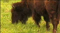 (1113) Bison Grazing on Ranch Land with Calves HD Footage