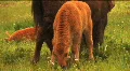(1113) Bison Grazing on Ranch Land with Calves HD Footage