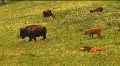 (1113) Bison Grazing on Ranch Land with Calves HD Footage