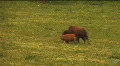 (1113) Running Bison Grazing on Ranch Land with Nursing Calves HD Footage
