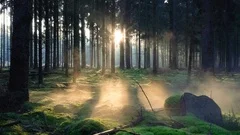 Seamless cinemagraph loop - Fog moving through a pine forest at sunrise