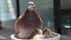 homing pigeon hatching