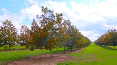 11.15.20 Pecan trees left slow pan of an orchard Stock Footage 143209999