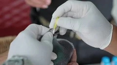 homing pigeon bird flu text by vet