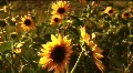 (1117B) Summer Sunflowers in Afternoon Sunset HD Footage