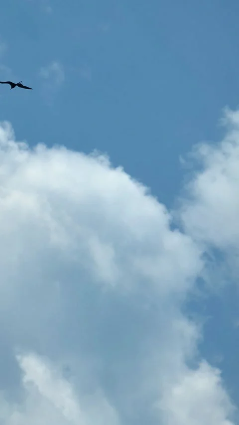 1121  1  7 Stock Footage 293027672