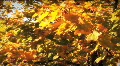 (1123-4) Autumn Golden Maple Tree Leaves Falling HD Footage