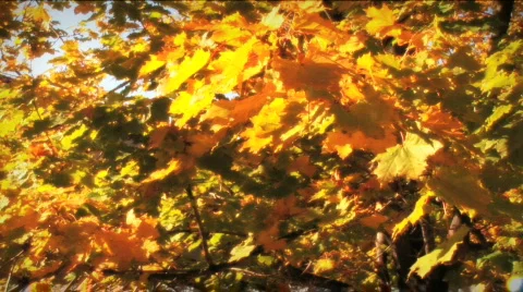 (1123-4) Autumn Golden Maple Tree Leaves Falling Stock Footage