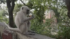 beautiful grey monkey tares some food apart in slow motion