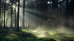 Seamless cinemagraph loop - Sunlight peaks through a misty forest