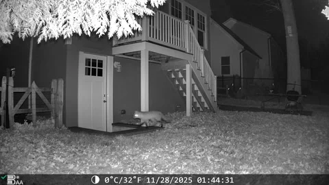 11/28/2025:  A fox sneaks through a backyard in suburban New Jersey Stock Footage 321947851