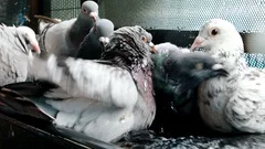 homing pigeon bathing