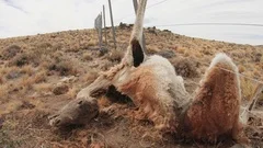 Dead animal trapped on a wired fence