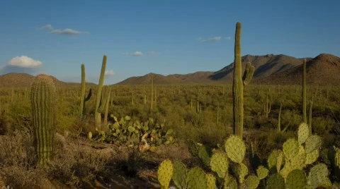 (1137) Saguaro National Monument Saguaro Cactus Desert Arizona Sunset Stock Footage