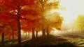 (1139) Sunshine Autumn Park Red Trees Afternoon HD Footage