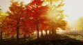 (1140) Sunshine Autumn Park Red Trees Afternoon LOOP HD Footage