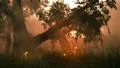 (1141) Fairy Lights Fireflies Summer Meadow Magical Fantasy Woods Sunset HD Footage