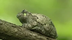 Tree Frog mating call with sound