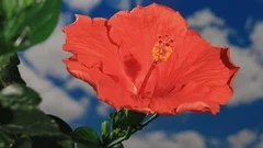 Hibiscus blossom opens against a blue sky, then closes, 4K.
