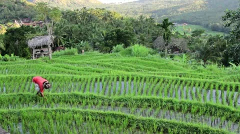 115 Peasant processes  rice field Vídeo Stock 12316318