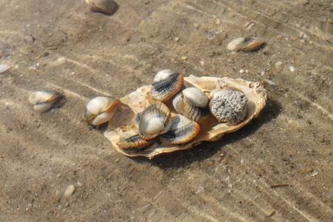 Common  cockles  underwater  on  seabed  -  species  of  edible  saltwater  clams xkwx animal,  clam,  cockle,  common  cockle,  conch,  heart  mussel,  dam,  detail,  dish,  edible,  edible  clam,  edible  cockle,  food,  heart,  marine,  meal,  muscle,  mussel,  nobody,  outdoor,  outdoors,  oval,  ribbed,  ribbed  oval,  saltwater,  sand,  sea,  sea  animal,  sea  food,  seabed,  seafood,  shell,  shell-fish,  shuck,  underwater,  warping,  wave,  waves,  waving
