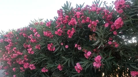 1\16 Beautiful Nerium oleander  Blooming Bush Flowers in the garden Stock Footage 204012800