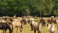 11649 wild horses time lapse 4k UHD 4k or 4k+ Resolution
