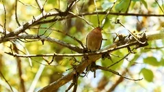 Bird sitting on tree branch with green leaves and singing beautiful song.