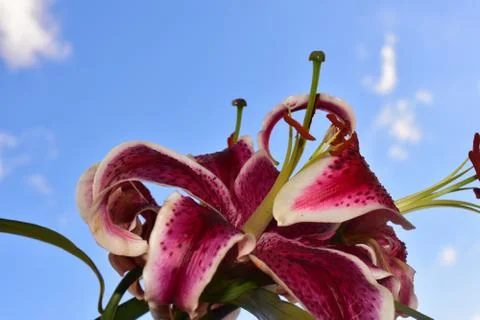 117-big lilly Foto stock