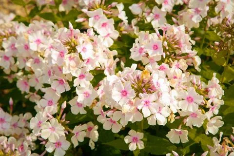 Summer  bloomed  small  flowers  pink  Phlox.Texture  or  background xkwx flower,  Phlox,  unpretentious,  fragrant,  herbaceous,  texture,  background,  plants,  flowering,  garden,  bloom,  nature,  beauty,  flora,  green,  pink,  outdoor,  paniculate  Phlox,  petal,  plant,  garden  Phlox,  close-up,  bright,  floral,  purple,  perennial,  natural,  ornamental  plant,  botany,  gardening,  perennial  Phlox,  leaf,  colorful,  flowers,  group,  fresh,  season,  decorative,  flowering  Plant,  paniculate,  pattern,  pink  flower,  Botanical,  small,  love,  lush