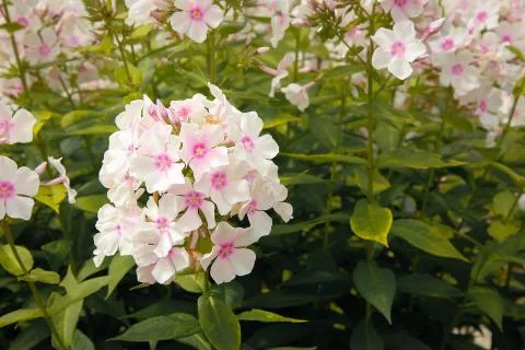 Summer  bloomed  small  flowers  pink  Phlox.Texture  or  background xkwx flower,  Phlox,  unpretentious,  fragrant,  herbaceous,  texture,  background,  plants,  flowering,  garden,  bloom,  nature,  beauty,  flora,  green,  pink,  outdoor,  paniculate  Phlox,  petal,  plant,  garden  Phlox,  close-up,  bright,  floral,  purple,  perennial,  natural,  ornamental  plant,  botany,  gardening,  perennial  Phlox,  leaf,  colorful,  flowers,  group,  fresh,  season,  decorative,  flowering  Plant,  paniculate,  pattern,  pink  flower,  Botanical,  small,  love,  lush