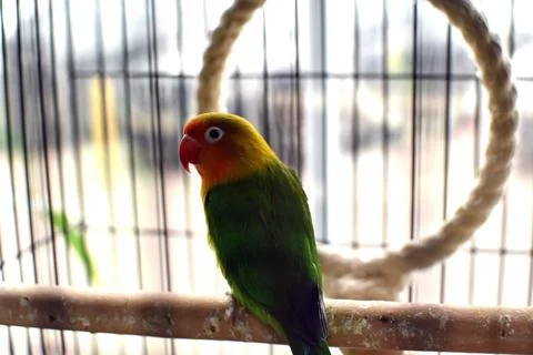 117stoc89 Stock Photos