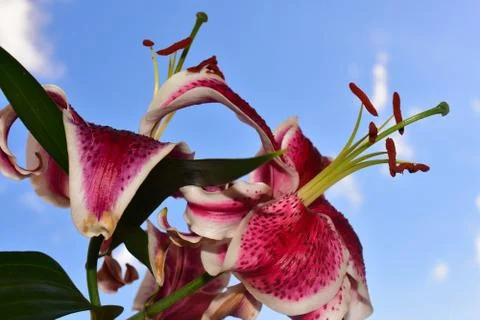 119-big lilly Stock Photos