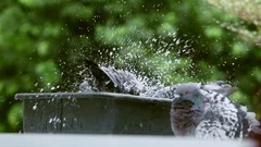 homing pigeon take a bath on home loft roof