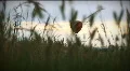 (1196) Hot Air Balloon Over Grassy Field Pasture Sunrise HD Footage