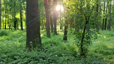 11_Sunlight Filtering Through Dense Forest Canopy Video stock 289343497