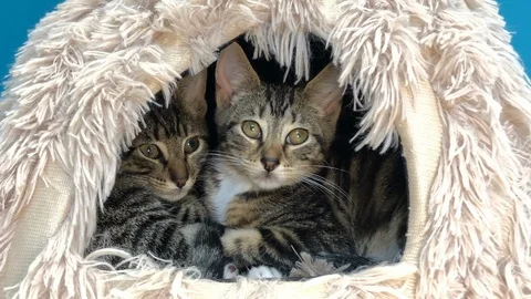 12 05 19 4K HD Video 2 tabbys in kitty house Stock Footage 123676443